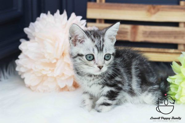 American shorthair Female [Ria]