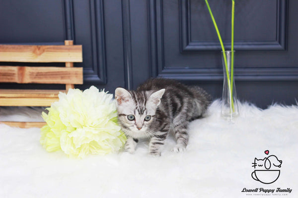 American shorthair Female [Ria]