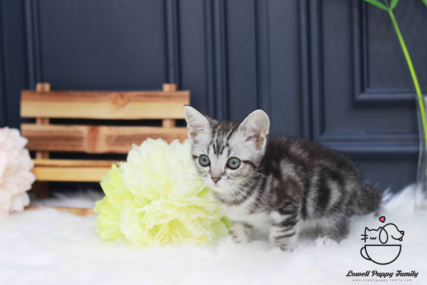 American shorthair Female [Ria]