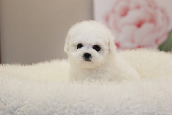 Andy cheng ,Tacup Bichon frise Male [Bono] - Lowell Teacup Puppies inc