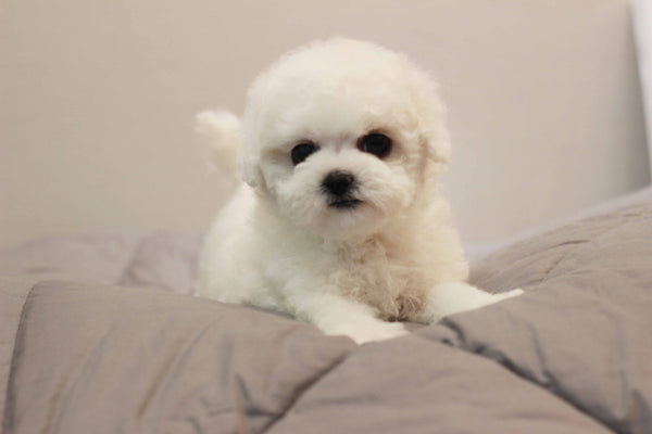 Andy cheng ,Tacup Bichon frise Male [Bono] - Lowell Teacup Puppies inc