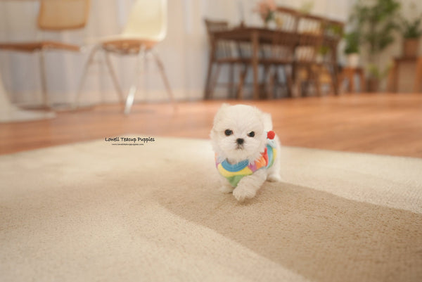 Angela / Teacup Maltese Male [Snow] - Lowell Teacup Puppies inc