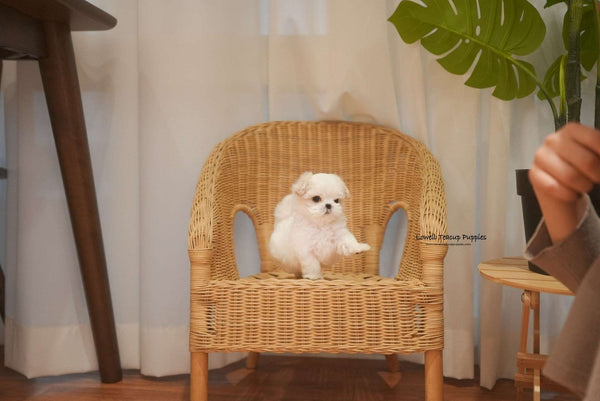 Angela / Teacup Maltese Male [Snow]