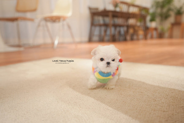 Angela / Teacup Maltese Male [Snow] - Lowell Teacup Puppies inc