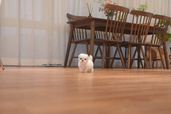 Angela / Teacup Maltese Male [Snow] - Lowell Teacup Puppies inc