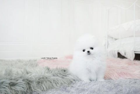 Barajas / Teacup Pomeranian Female [Dior] - Lowell Teacup Puppies inc