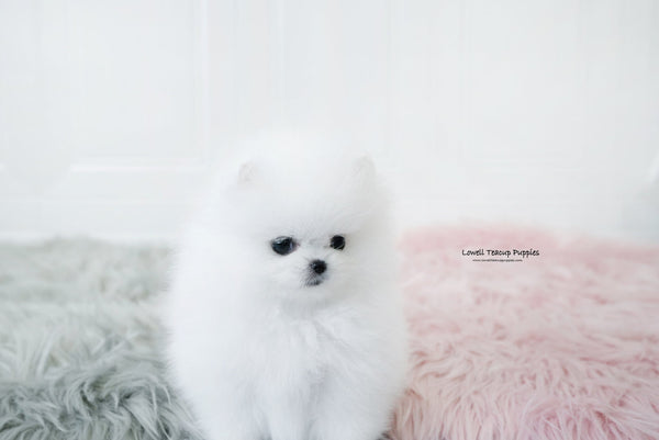 Barajas / Teacup Pomeranian Female [Dior] - Lowell Teacup Puppies inc