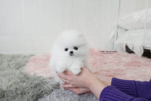 Barajas / Teacup Pomeranian Female [Dior] - Lowell Teacup Puppies inc