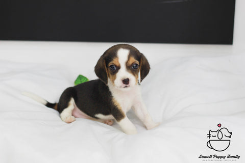 Beagle  Female [Lucy] - Lowell Teacup Puppies inc