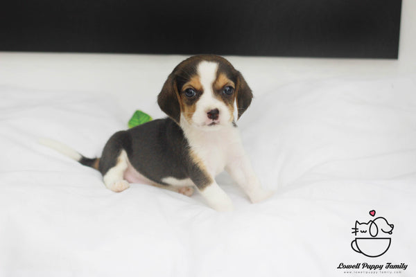 Beagle  Female [Lucy] - Lowell Teacup Puppies inc