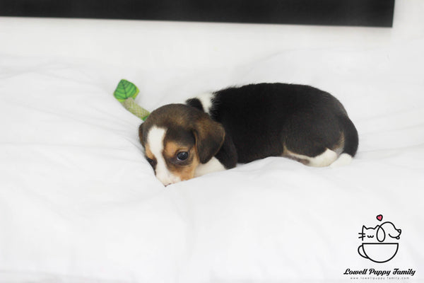 Beagle  Female [Lucy] - Lowell Teacup Puppies inc