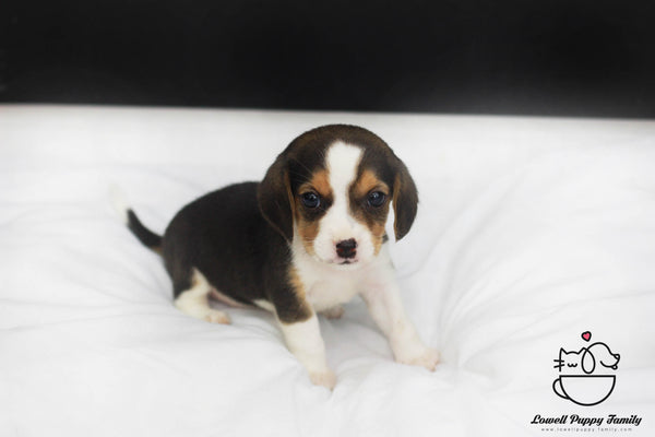 Beagle  Female [Lucy] - Lowell Teacup Puppies inc
