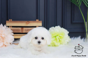 Bichon Frise Female [Shushu]