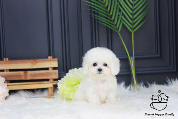 Bichon Frise Female [Shushu]