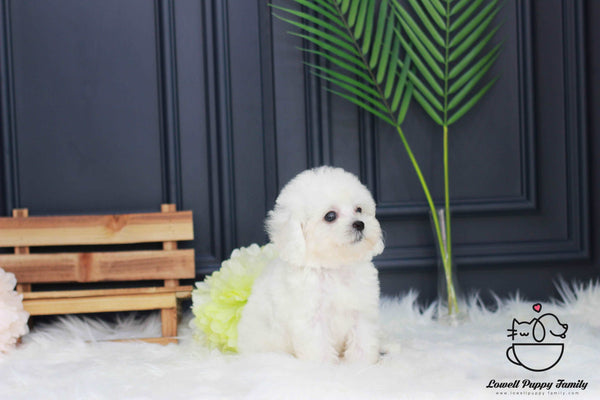 Bichon Frise Female [Shushu]