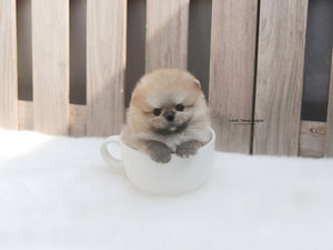 Brittany Schneller / Teacup Pomeranian Female [Cannoli] - Lowell Teacup Puppies inc