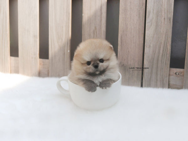 Brittany Schneller / Teacup Pomeranian Female [Cannoli] - Lowell Teacup Puppies inc