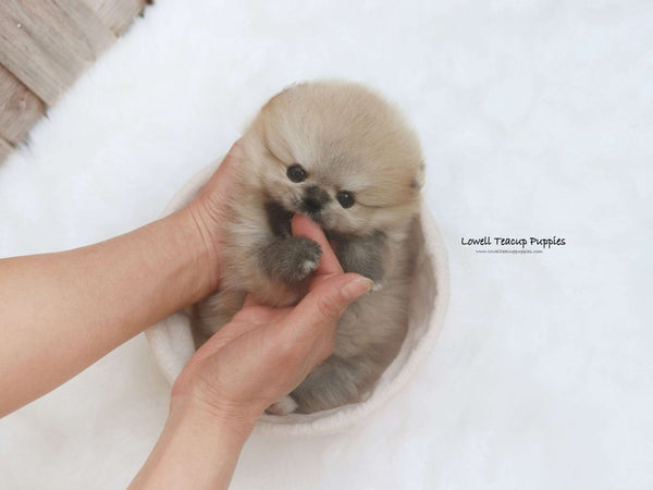 Brittany Schneller / Teacup Pomeranian Female [Cannoli]