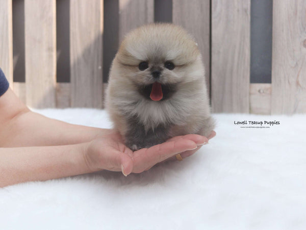 Brittany Schneller / Teacup Pomeranian Female [Cannoli]