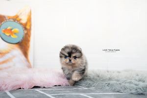 Brittany Schneller / Teacup Pomeranian Male [Lucian] - Lowell Teacup Puppies inc