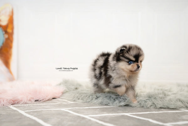 Brittany Schneller / Teacup Pomeranian Male [Lucian] - Lowell Teacup Puppies inc