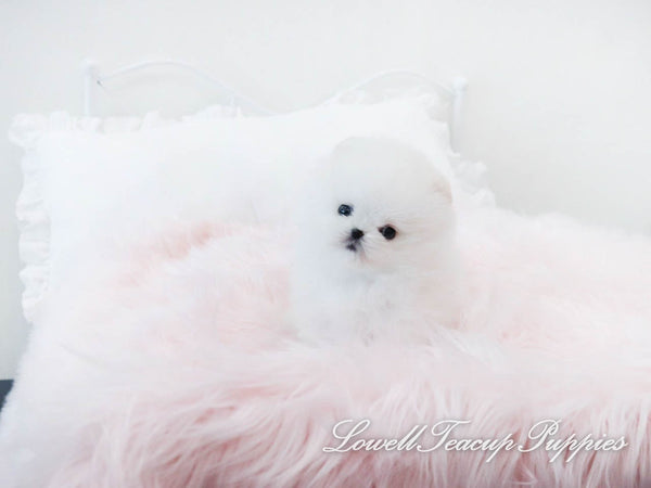 Cristina Lucero/Teacup Pomeranian Female [Prada] - Lowell Teacup Puppies inc