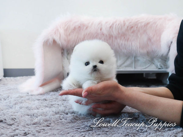 Cristina Lucero/Teacup Pomeranian Female [Prada] - Lowell Teacup Puppies inc