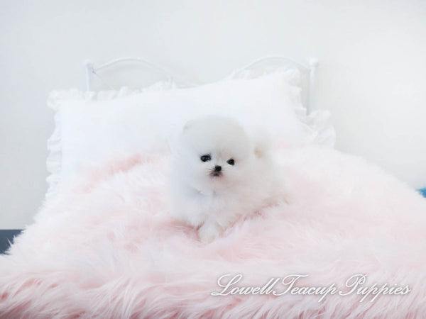 Cristina Lucero/Teacup Pomeranian Female [Prada] - Lowell Teacup Puppies inc