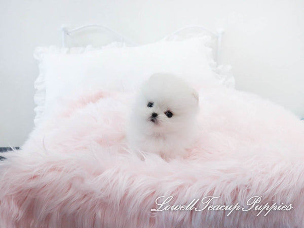 Cristina Lucero/Teacup Pomeranian Female [Prada] - Lowell Teacup Puppies inc