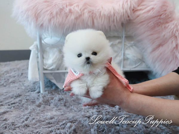 Cristina Lucero/Teacup Pomeranian Female [Prada] - Lowell Teacup Puppies inc