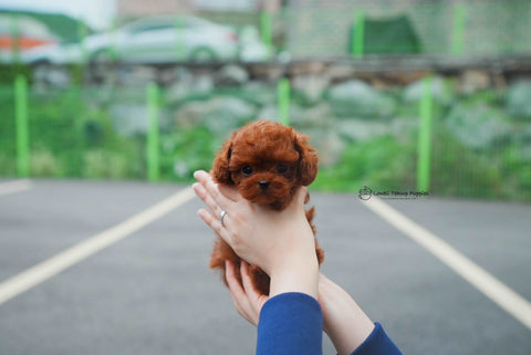 Croker / Teacup Poodle Female [Cora]