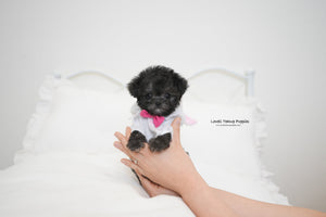 Daniel / Teacup Poodle Male [Odin] - Lowell Teacup Puppies inc