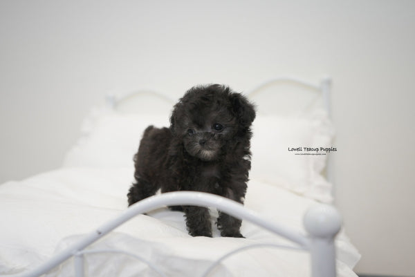 Daniel / Teacup Poodle Male [Odin] - Lowell Teacup Puppies inc