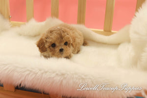 Deposit, Siena Long/Teacup Maltipoo Female [Dolly] - Lowell Teacup Puppies inc