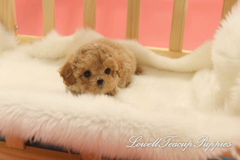 Deposit, Siena Long/Teacup Maltipoo Female [Dolly] - Lowell Teacup Puppies inc