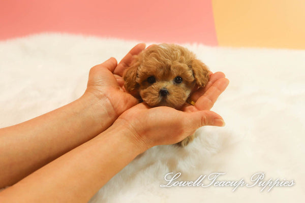 Deposit, Siena Long/Teacup Maltipoo Female [Dolly] - Lowell Teacup Puppies inc