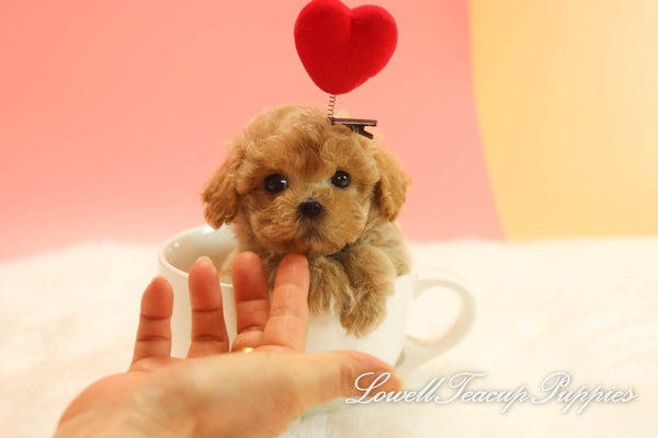 Deposit, Siena Long/Teacup Maltipoo Female [Dolly] - Lowell Teacup Puppies inc