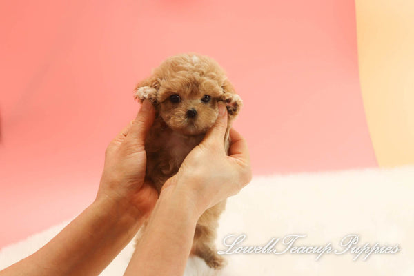 Deposit, Siena Long/Teacup Maltipoo Female [Dolly] - Lowell Teacup Puppies inc