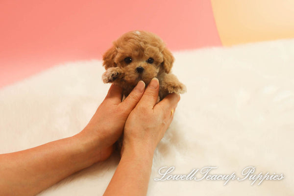 Deposit, Siena Long/Teacup Maltipoo Female [Dolly] - Lowell Teacup Puppies inc