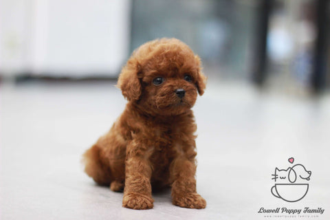 Dustin Teacup Poodle Male [DUDU]