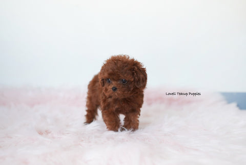 Elena Leming / Teacup Poodle Male [Hershey] - Lowell Teacup Puppies inc