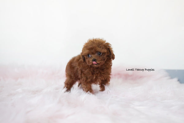 Elena Leming / Teacup Poodle Male [Hershey] - Lowell Teacup Puppies inc