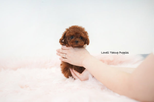 Elena Leming / Teacup Poodle Male [Hershey] - Lowell Teacup Puppies inc