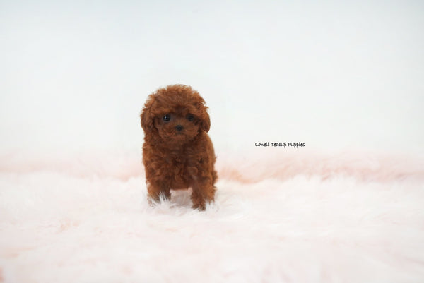 Elena Leming / Teacup Poodle Male [Hershey] - Lowell Teacup Puppies inc