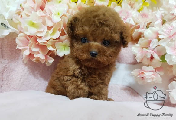 Eliana Chavez / Teacup Poodle Female [Fendi] - Lowell Teacup Puppies inc