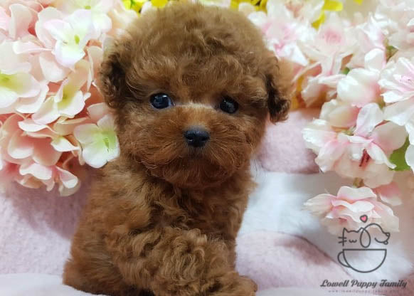 Eliana Chavez / Teacup Poodle Female [Fendi] - Lowell Teacup Puppies inc