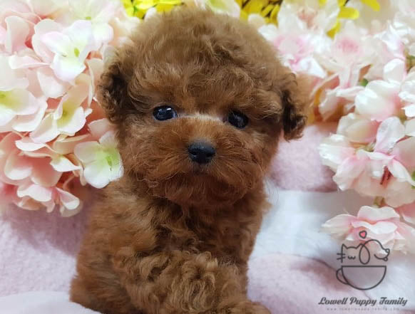 Eliana Chavez / Teacup Poodle Female [Fendi] - Lowell Teacup Puppies inc