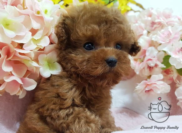 Eliana Chavez / Teacup Poodle Female [Fendi] - Lowell Teacup Puppies inc