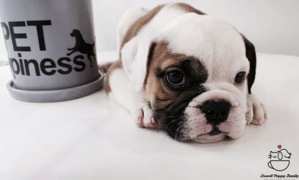 English Bulldog Male [Amber] - Lowell Teacup Puppies inc