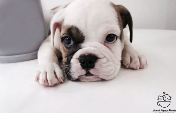 English Bulldog Male [Amber] - Lowell Teacup Puppies inc